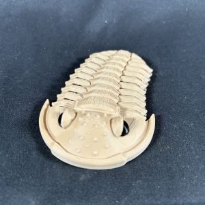 Trilobite Model