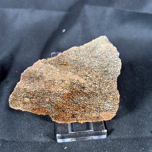 Dinosaur Gem Bone