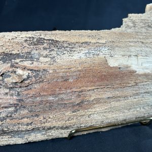 Petrified Wood