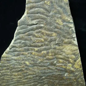 Stromatolites