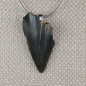 Fossilized Mako Shark Tooth Pendant