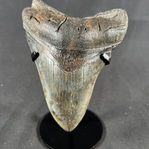 Megalodon Tooth