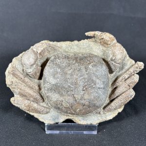 Avitelmessus grapsoideus Crab