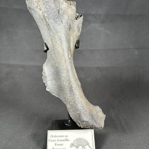 Sale Items 1 Giant Armadillo Femur
