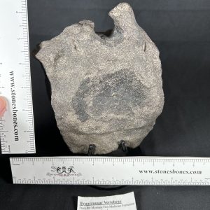 Hypacrosaurus Vertebra
