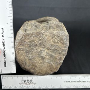 Brachylophosaurus Vertebra