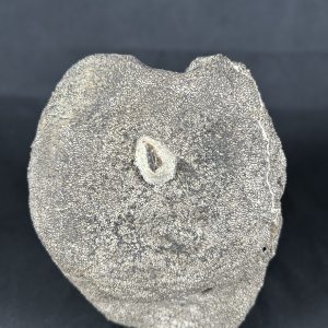 Hypacrosaurus Vertebra