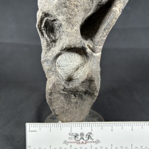 Hypacrosaurus Vertebra