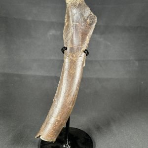 Gorgosaurus