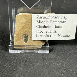 Zacanthoides