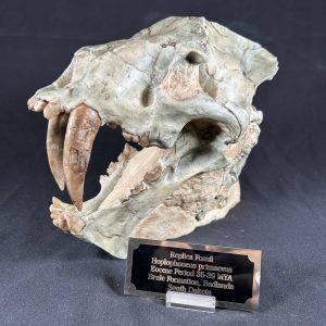 MODEL: Hoplophoneus Skull (260206a)