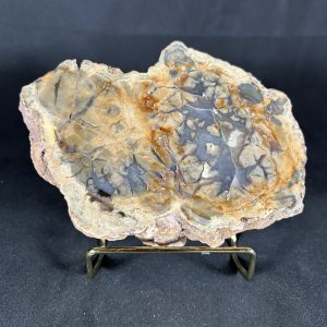 coprolite