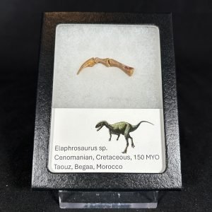 Elaphrosaurus