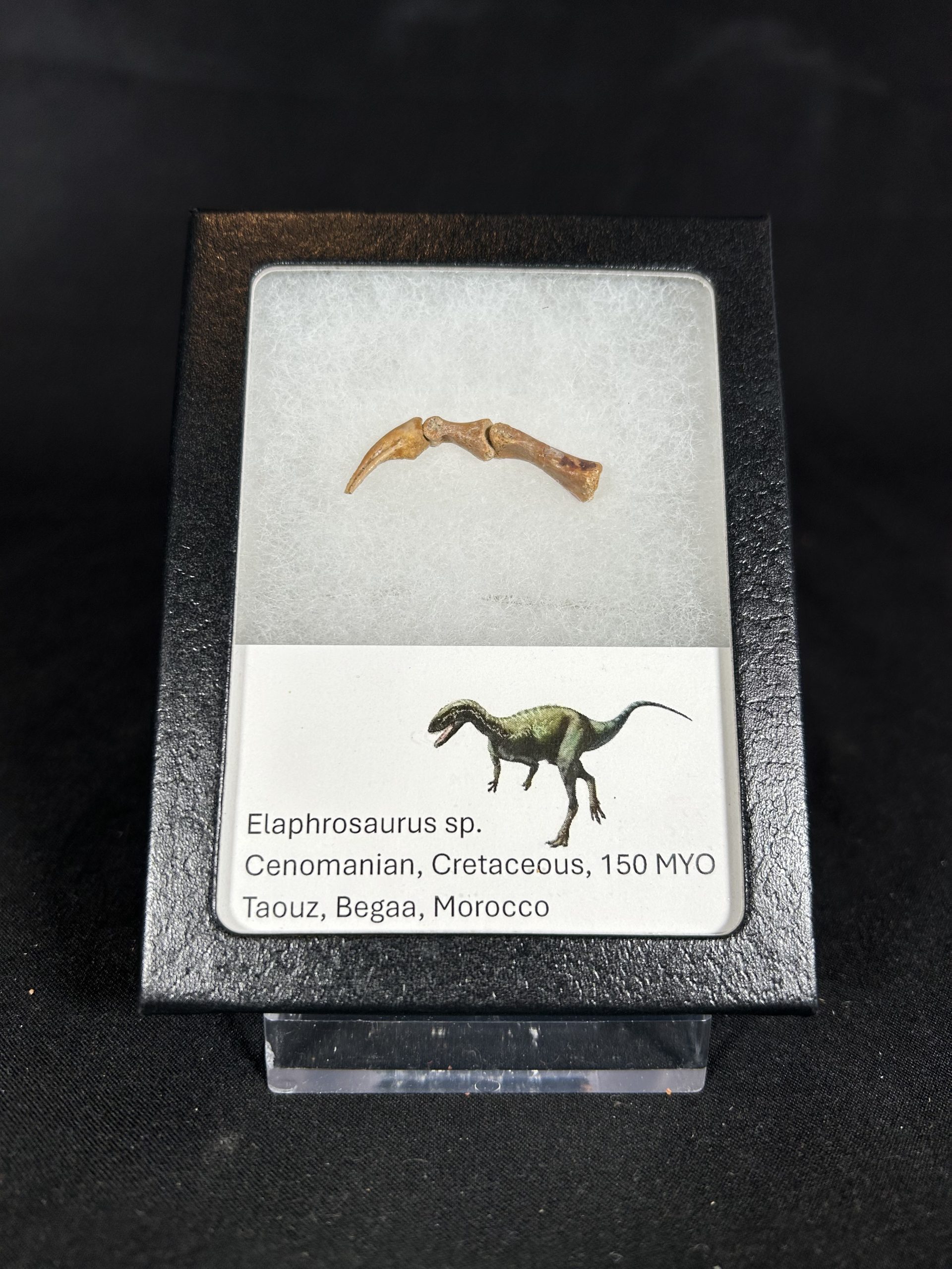Elaphrosaurus Dinosaur Hand Claw Fossil, Jurassic Morocco 1 Elaphrosaurus