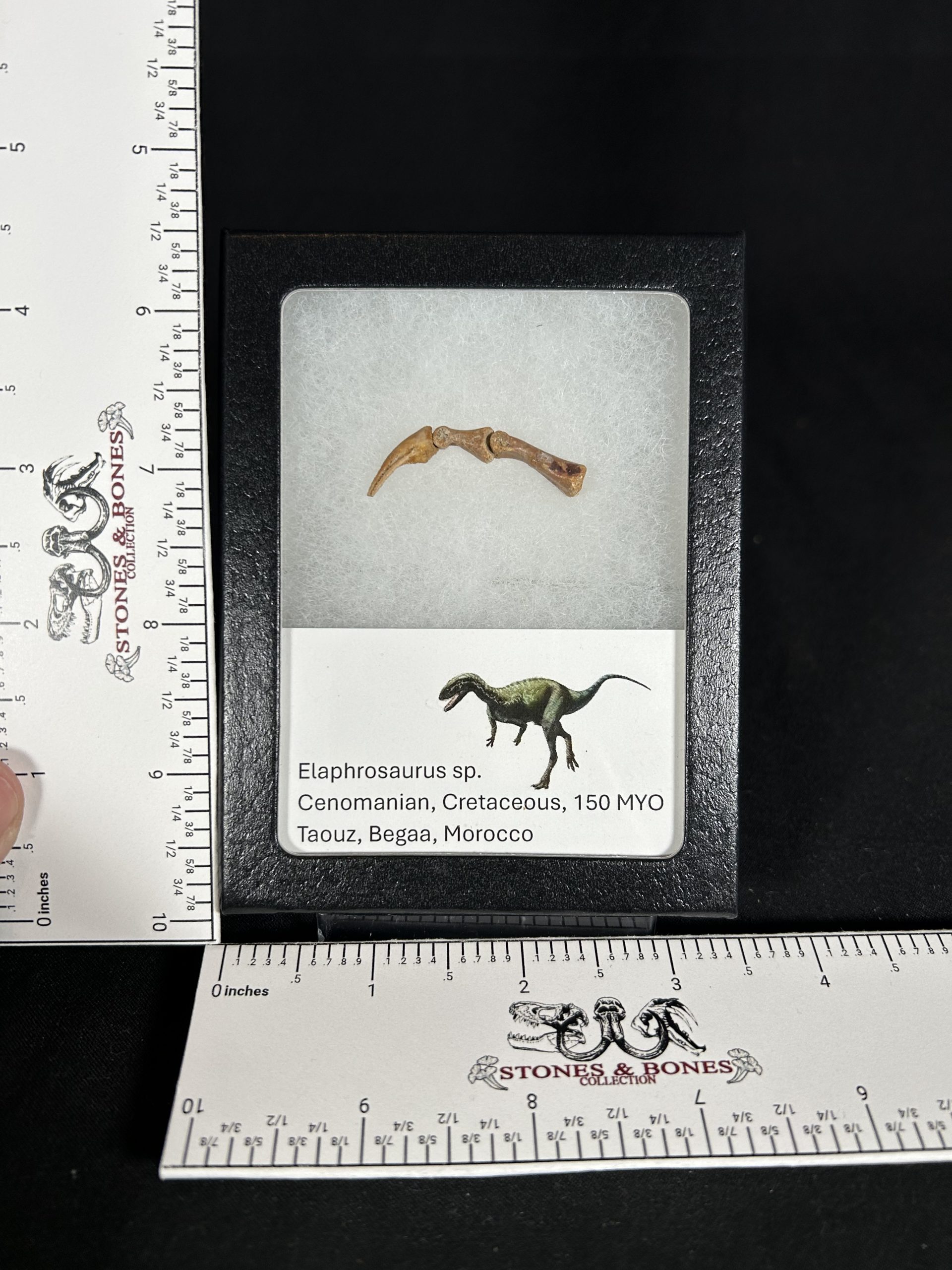 Elaphrosaurus Dinosaur Hand Claw Fossil, Jurassic Morocco 3 Elaphrosaurus Dinosaur Hand Claw Fossil, Jurassic Morocco - Image 3