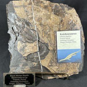 Keichousaurus