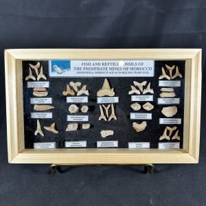 Fish and Reptile Fossils of Morocco Collector Kit