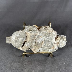 Ichthyosaurus Bone Cluster