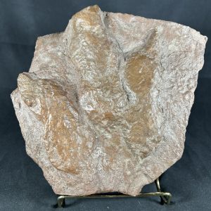 Grallator Dinosaur Track