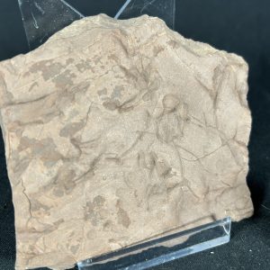 Early Reptile Tracks