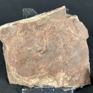 Early Reptile Tracks