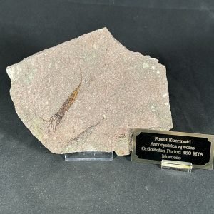 Eocrinoid