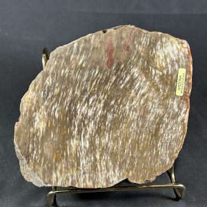 Arizona Petrified Wood