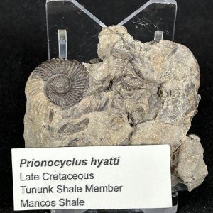 Prionocyclus