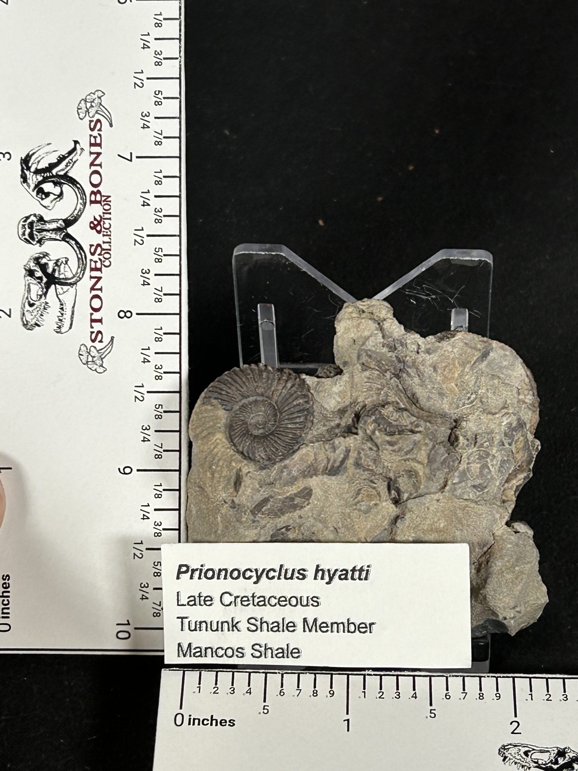 Prionocyclus Ammonite Fossil, Cretaceous, Usa 2 Prionocyclus Ammonite Fossil, Cretaceous, Usa - Image 2