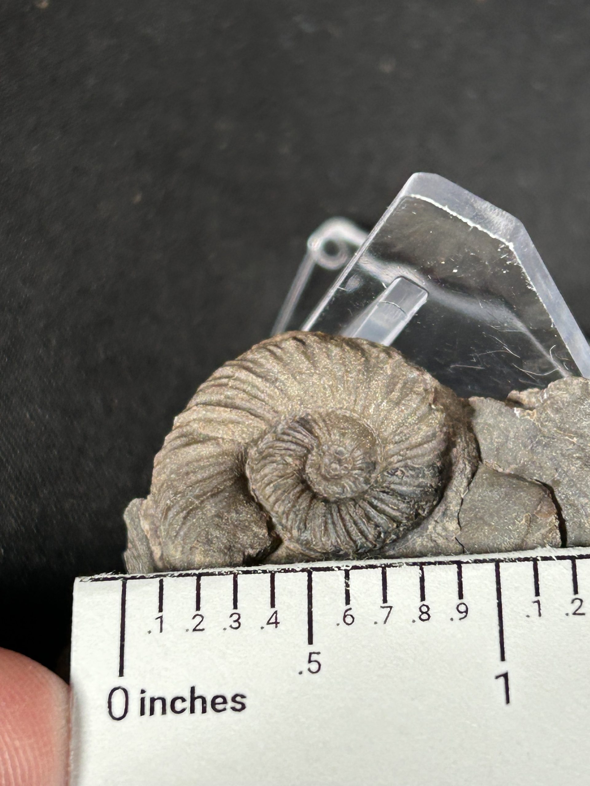 Prionocyclus Ammonite Fossil, Cretaceous, Usa 4 Prionocyclus Ammonite Fossil, Cretaceous, Usa - Image 4