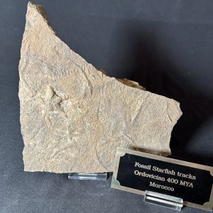 Starfish Trackways