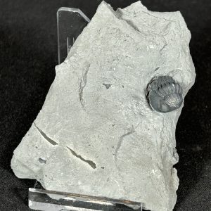 Juvenile Phacops rana