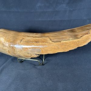 Woolly Mammoth Tusk Shards