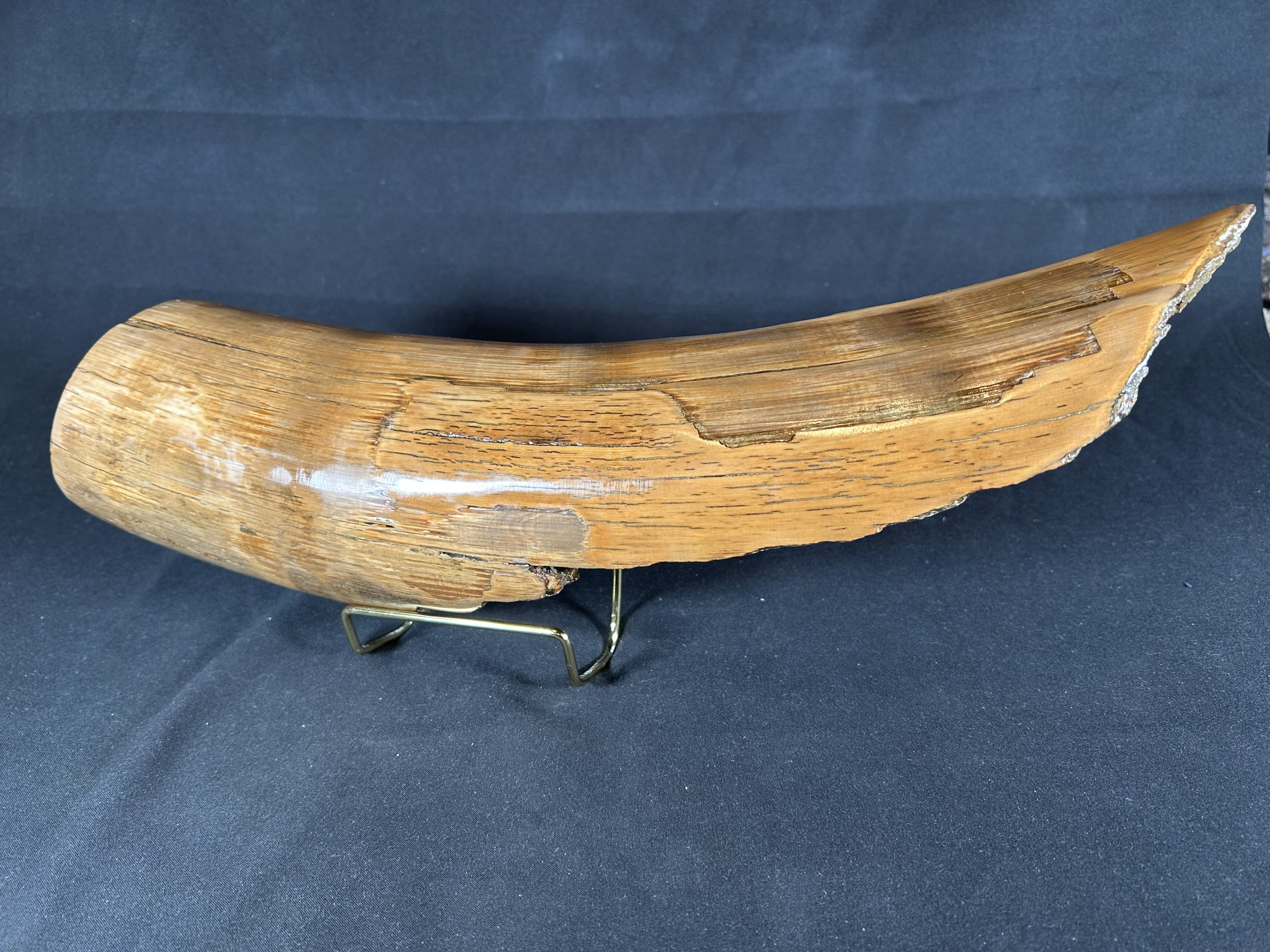 Woolly Mammoth Tusk Fossil Shards, Large Display Piece, Pleistocene 1 Woolly Mammoth Tusk Shards