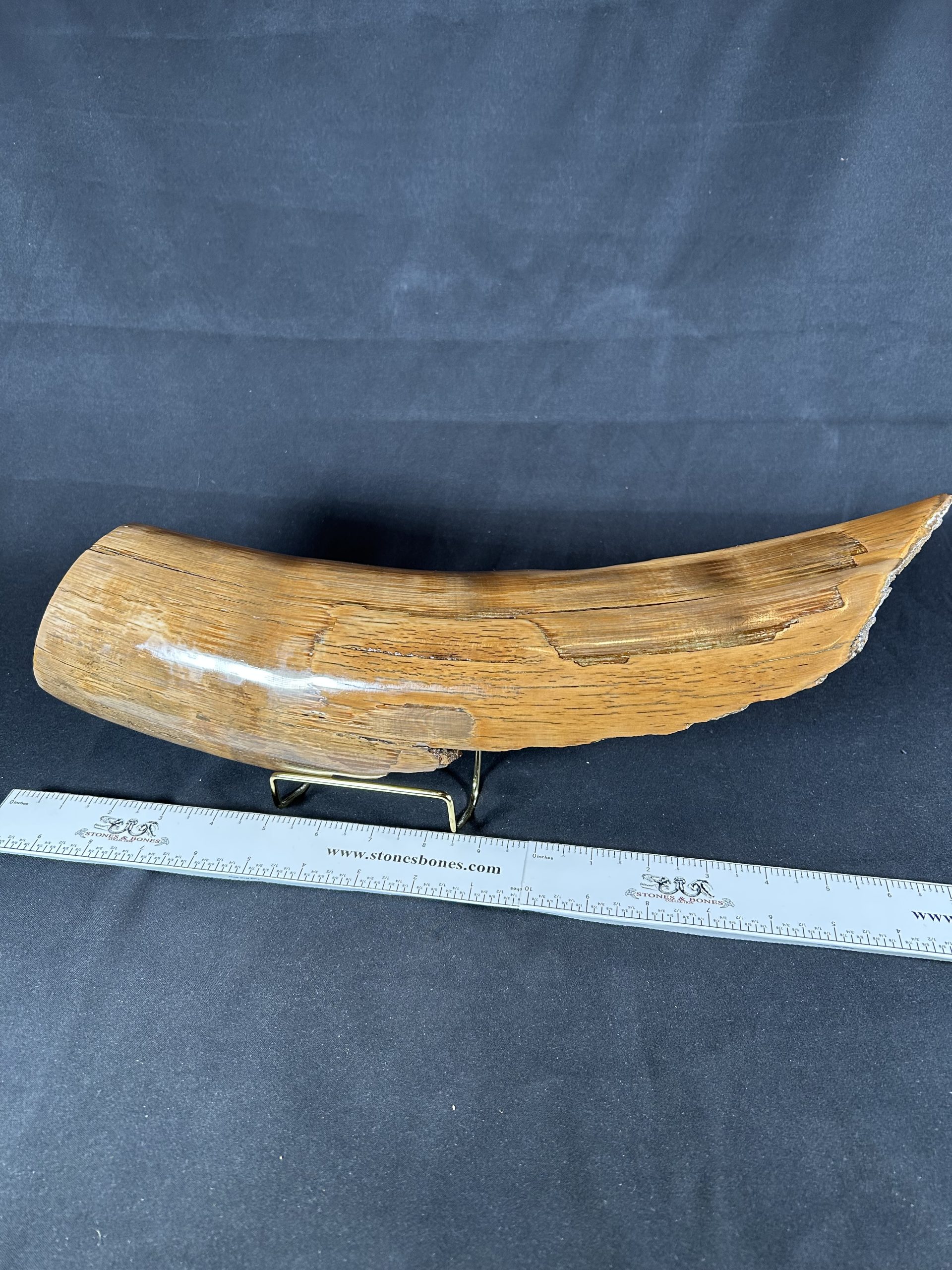 Woolly Mammoth Tusk Fossil Shards, Large Display Piece, Pleistocene 2 Woolly Mammoth Tusk Fossil Shards, Large Display Piece, Pleistocene - Image 2
