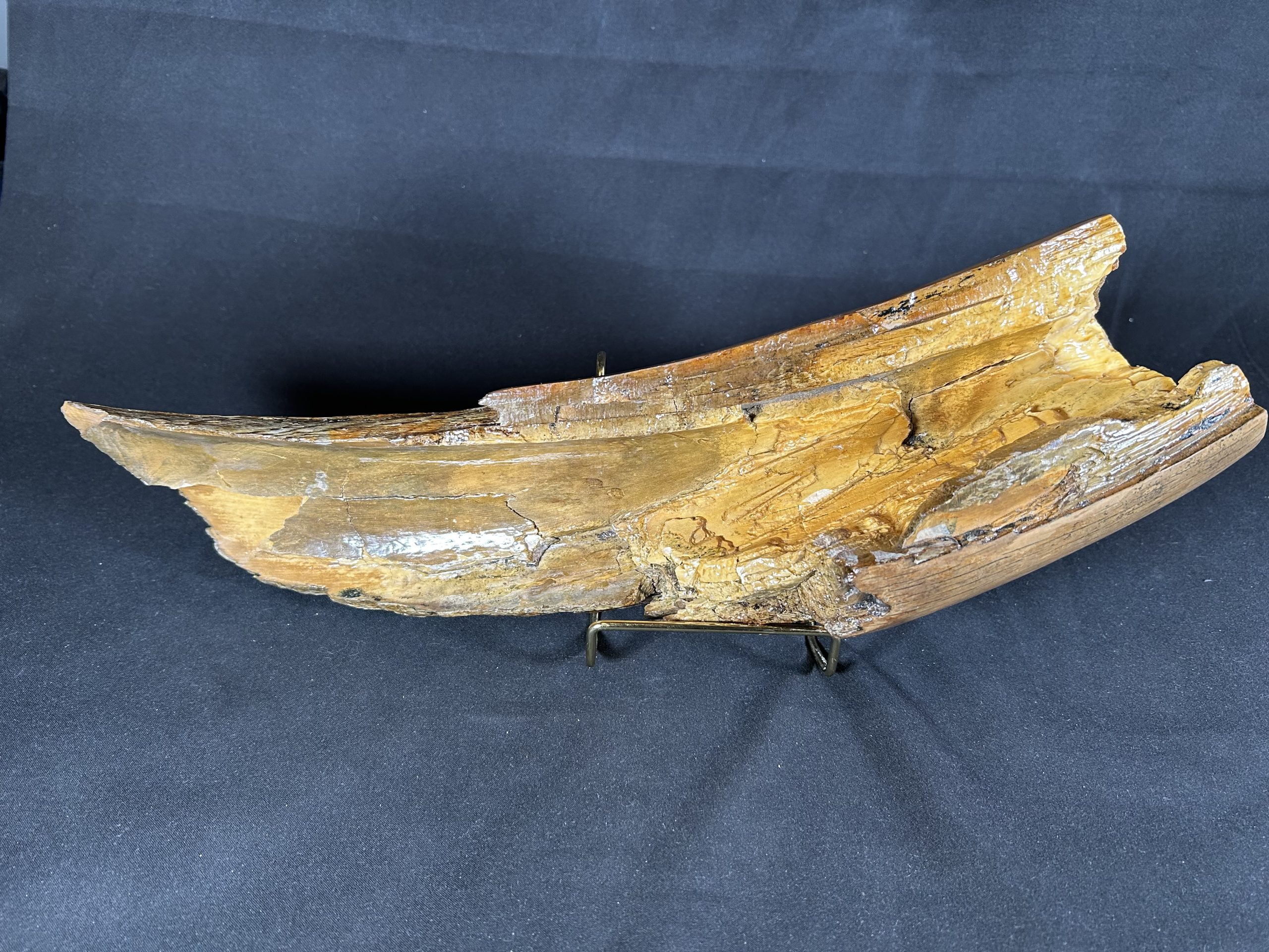Woolly Mammoth Tusk Fossil Shards, Large Display Piece, Pleistocene 5 Woolly Mammoth Tusk Fossil Shards, Large Display Piece, Pleistocene - Image 5