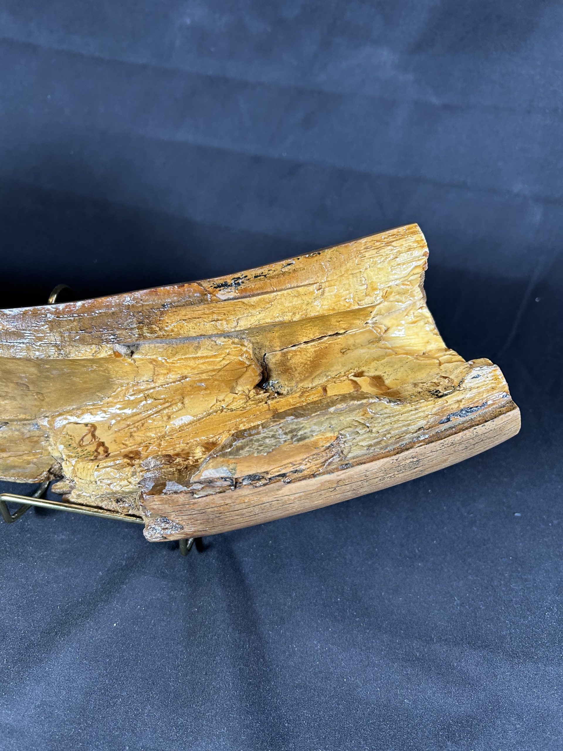 Woolly Mammoth Tusk Fossil Shards, Large Display Piece, Pleistocene 8 Woolly Mammoth Tusk Fossil Shards, Large Display Piece, Pleistocene - Image 8