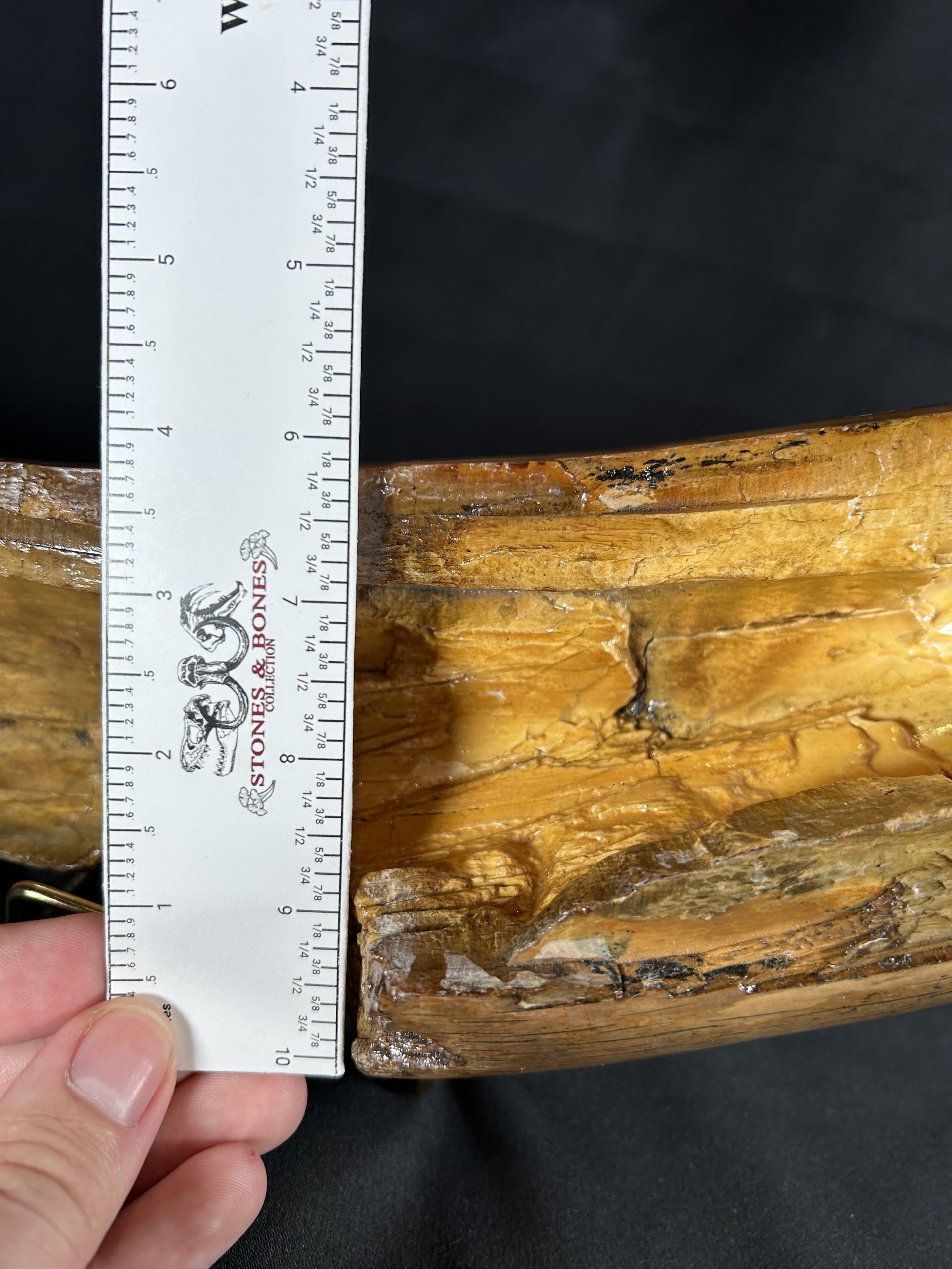 Woolly Mammoth Tusk Fossil Shards, Large Display Piece, Pleistocene 11 Woolly Mammoth Tusk Fossil Shards, Large Display Piece, Pleistocene - Image 11