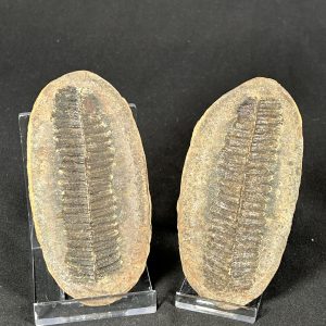 Mazon Creek Fern Fossil