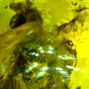 Dominican Amber