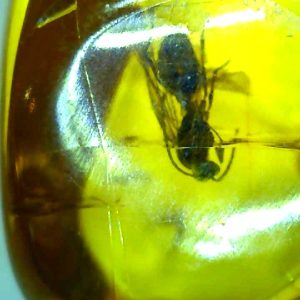Dominican Amber with Roach and Wasp Inclusions, Miocene