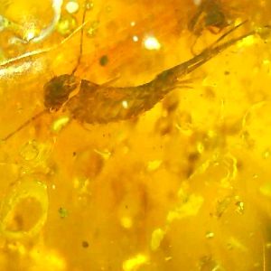 Dominican Amber