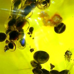 Dominican Amber