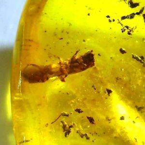 Dominican Amber