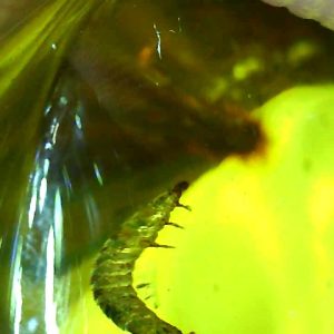 Dominican Amber