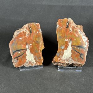 Arizona Petrified Wood