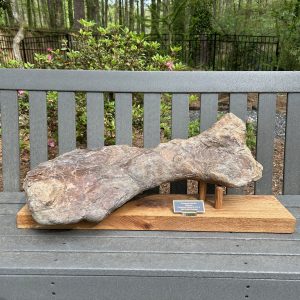 Triceratops Humerus Bone