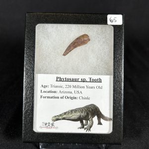 Phytosaur