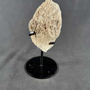 Maiasaura