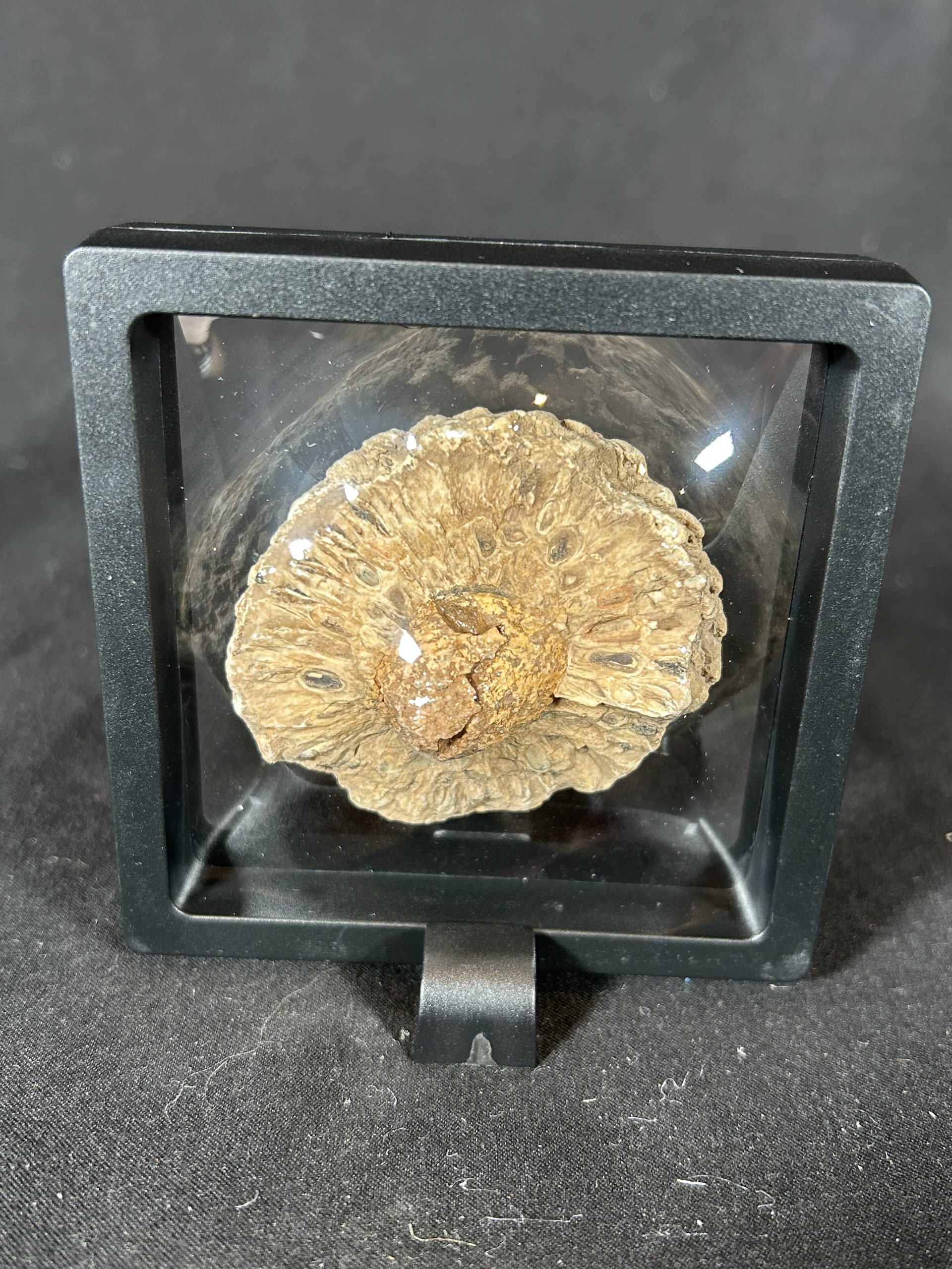 Araucaria Jurassic Pine Cone Fossil 2 Araucaria